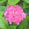 Blume